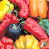 Capsicum Seven Colurs Mix